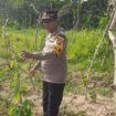 Kapolsek Kudu ketika mengecek kondisi tanaman uwi ungu
