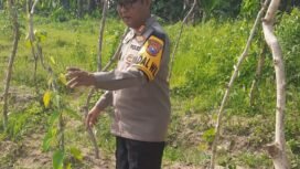 Kapolsek Kudu ketika mengecek kondisi tanaman uwi ungu