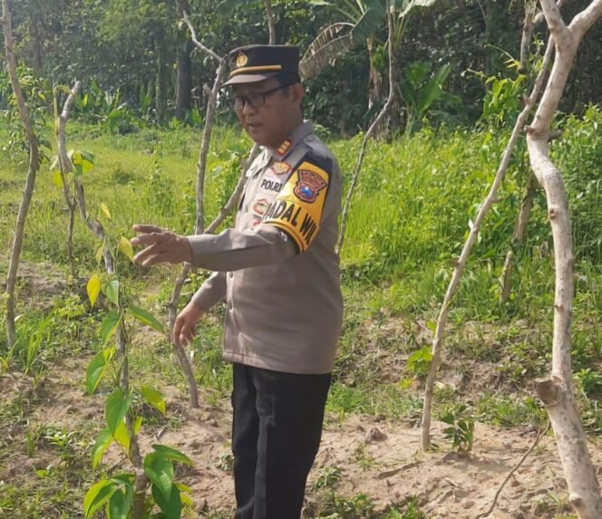 
					Kapolsek Kudu ketika mengecek kondisi tanaman uwi ungu