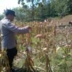 petugas saat melihat kondisi panen jagung milik salah satu warga
