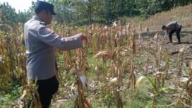petugas saat melihat kondisi panen jagung milik salah satu warga