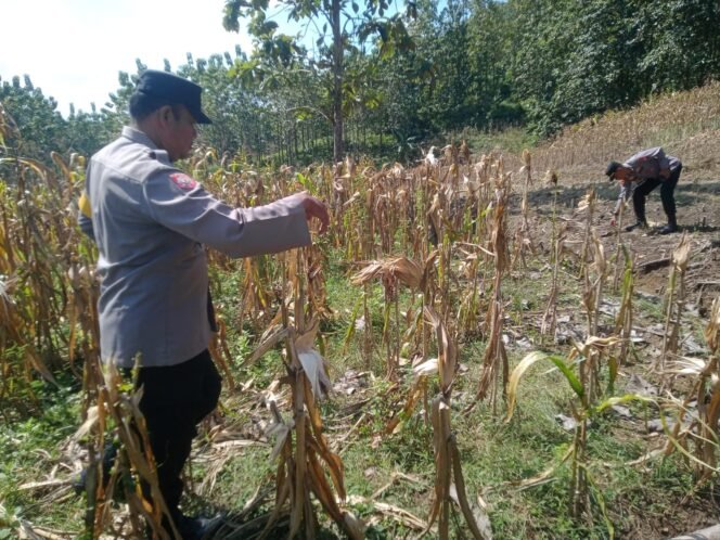
					petugas saat melihat kondisi panen jagung milik salah satu warga