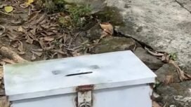 Pencuri menggila di desa Sukopinggir, Gufo, Jimbang. Pelaku menggondol mixer dan kotak amal di masjid, musala dan kuburan. Foto: instagram@jombanginfornasi_