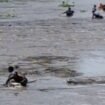 Puluhan warga turun ke sungai Brantas untuk menangkap ikan, pasca flushing (pelepasan air) di waduk PLTA Wlingi, Senin 18 Mei  2026. Tiga warga terseret arus, dua selamat dan satu orang hilanf. Foto: ist