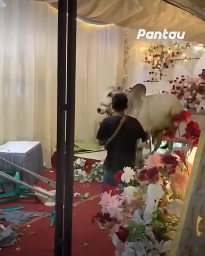 
					Tenda dan Pelaminan Mei Winda dan Dimas Berantakan, Akibat Sapi Korban Kaget Dentuman Sound System