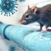 Penyebar hantavirus
