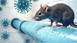 Kasus Hantavirus di Indonesia, Mayoritas Tipe HFRS