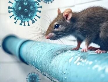 Penyebar hantavirus