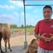 Ternak unta di Mojokerto