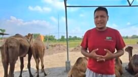 Ternak unta di Mojokerto