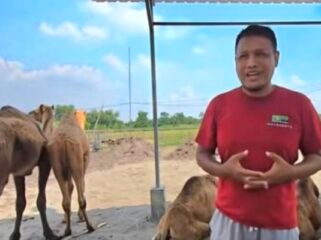 Ternak unta di Mojokerto