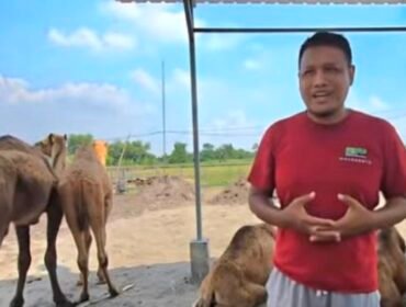 Ternak unta di Mojokerto
