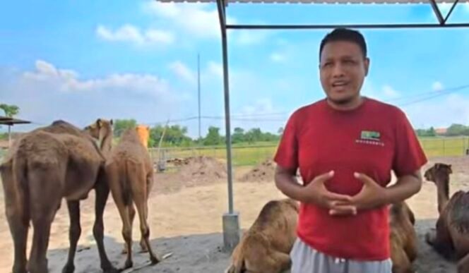 
					Ternak unta di Mojokerto