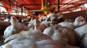 Harga Produksi Naik, Peternak Ayam Rugi Besar