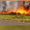 Sebuah bangunan kandang ayam ludes terbakar di Dusun Bantengan, Desa Tanjunggunung, Kecamatan Peterongan, Kabupaten Jombang, Jawa Timur.

Peristiwa nahas ini terjadi pada Kamis (4/6/2026) siang. Foto: pojok_update