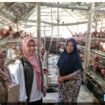 Ilustrasi bantuan berupa 9 paket pengembangan ayam petelur untuk Jombabg. Foto: ist