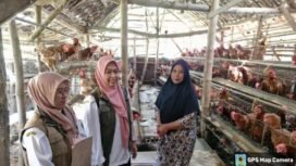 Ilustrasi bantuan berupa 9 paket pengembangan ayam petelur untuk Jombabg. Foto: ist