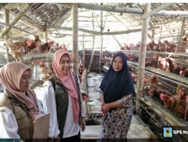 Ilustrasi bantuan berupa 9 paket pengembangan ayam petelur untuk Jombabg. Foto: ist