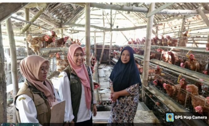 
					Ilustrasi bantuan berupa 9 paket pengembangan ayam petelur untuk Jombabg. Foto: ist