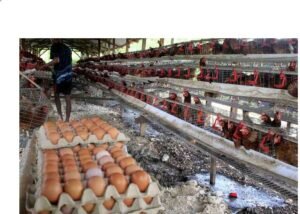 Harga Telur dan Daging Ayam Anjlok Bapanas Usul Disalurkan Lagi Bansos