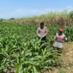 Bhabinkamtibmas bersama petani setempat saat lakukan pengecekan tanaman jagung