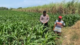 Bhabinkamtibmas bersama petani setempat saat lakukan pengecekan tanaman jagung