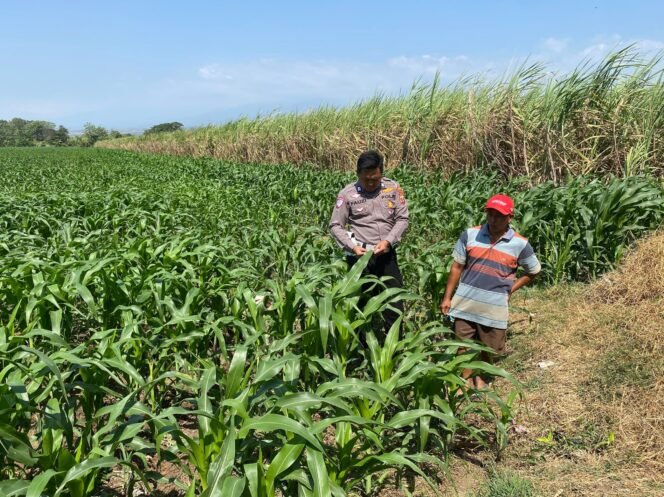 
					Bhabinkamtibmas bersama petani setempat saat lakukan pengecekan tanaman jagung