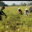 Prajurit TMMD 130 Jombang pun turun ke sawah, membantu warga  panen dan petik cabai di desa Klitih, Plandaan, Jombang. Foto: ist