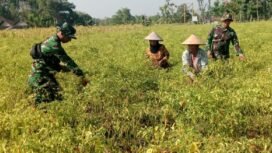 Prajurit TMMD 130 Jombang pun turun ke sawah, membantu warga  panen dan petik cabai di desa Klitih, Plandaan, Jombang. Foto: ist