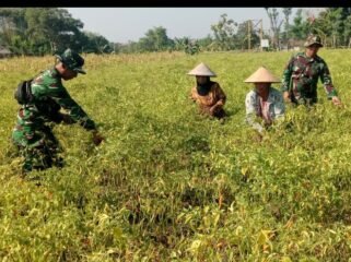 Prajurit TMMD 130 Jombang pun turun ke sawah, membantu warga  panen dan petik cabai di desa Klitih, Plandaan, Jombang. Foto: ist