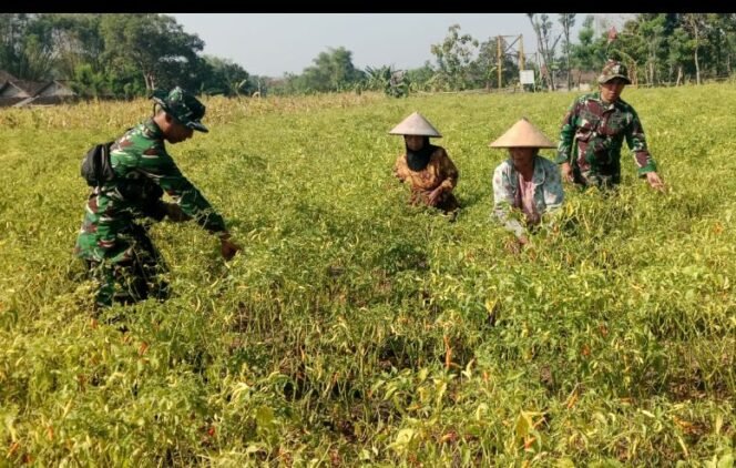 
					Prajurit TMMD 130 Jombang pun turun ke sawah, membantu warga  panen dan petik cabai di desa Klitih, Plandaan, Jombang. Foto: ist
