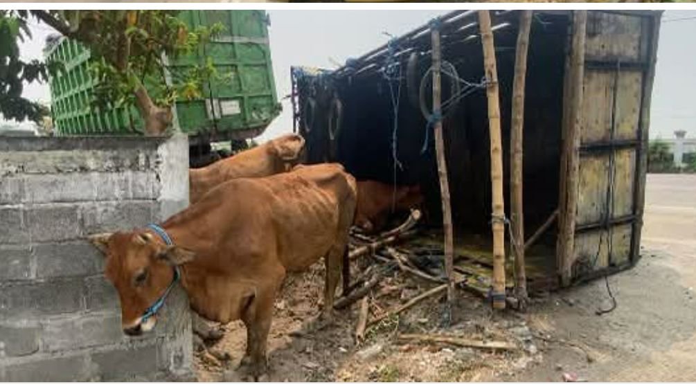 Hindari Bus Ngeblong di Perak Jombang, Truk Angkut 14 Sapi Terguling Tabrak Dua Truk Lainnya