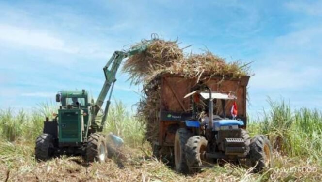 
					Tebu Bukan Hanya untuk Gula, Bisa Jadi Minuman dan Alat Makan